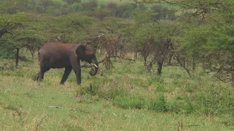 Elephants Stock Footage 10755091