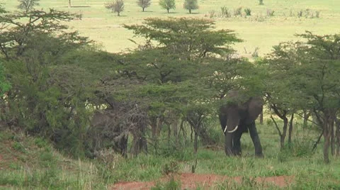 Elephants Stock Footage 10755115