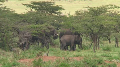 Elephants Stock Footage 10755146