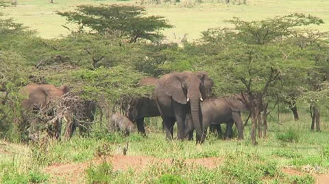 Elephants Stock Footage 10755201
