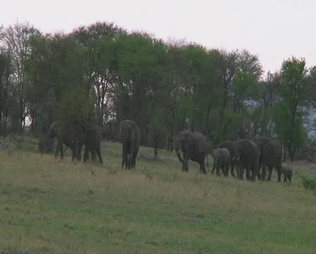 Elephants Stock Footage 10755214