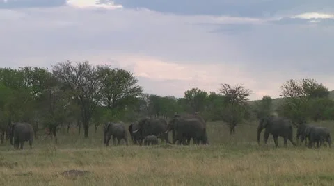 Elephants Stock Footage 10755249