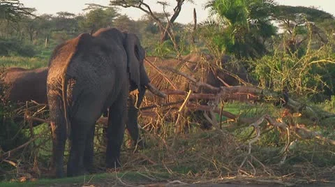 Elephants Stock Footage 10755437