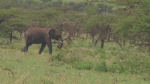 Elephants Stock Footage 10758316