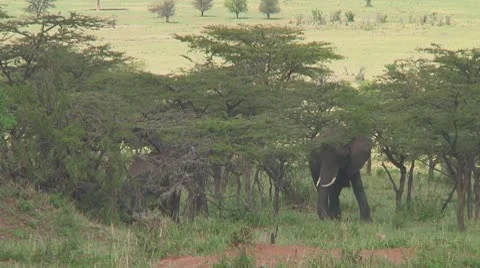 Elephants Stock Footage 10758329