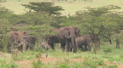 Elephants Stock Footage 10758425