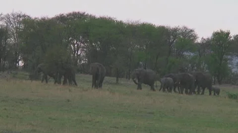 Elephants Stock Footage 10758429