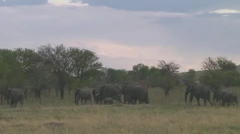 Elephants Stock Footage 10758434