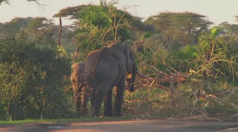 Elephants Stock Footage 10758444