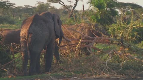 Elephants Stock Footage 10758463