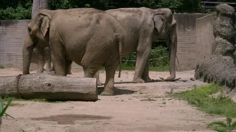 Elephants Vidéo 20462601