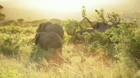 Elephants Stock Footage 27900981