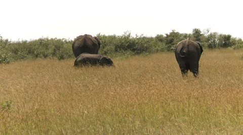 Elephants Video stock 33696303