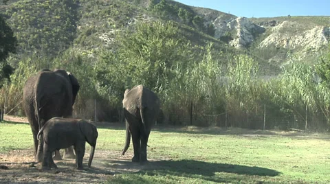 Elephants Stockbeeldmateriaal 34293977