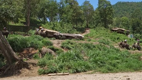 Elephants Stock Footage 76026052