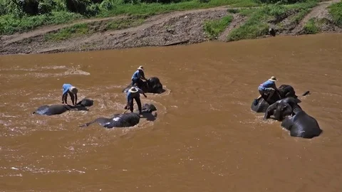 Elephants Stock-Footage 76578650