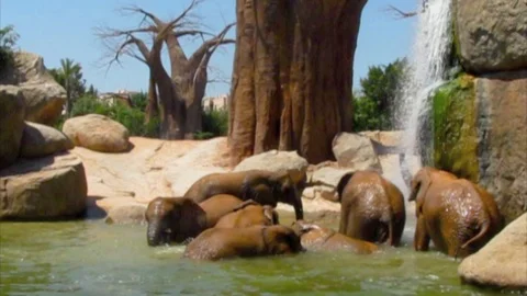 Elephants Video stock 93870389