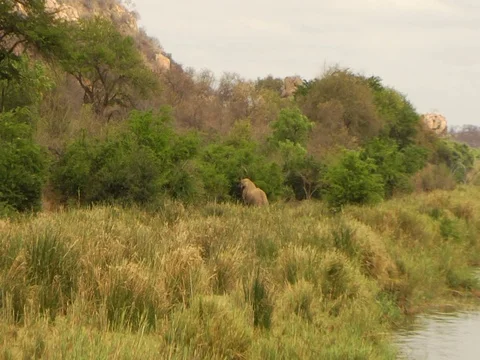 Elephants 库存影片 125988611