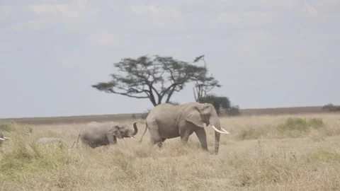 Elephants Stock-Footage 134186638