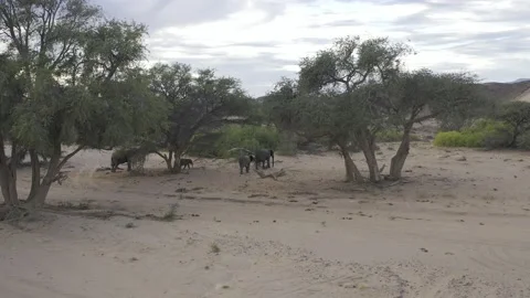 Elephants Stockbeeldmateriaal 143479045