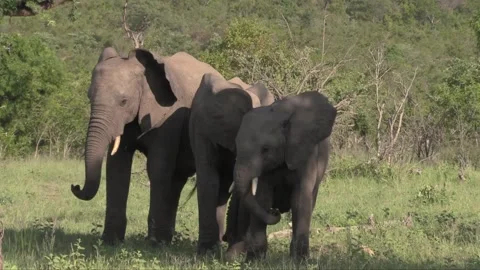 Elephants Stock Footage 143531784