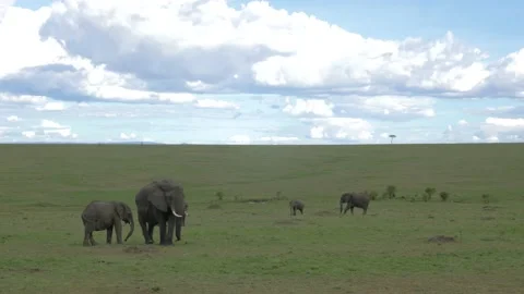 Elephants Video stock 151334277