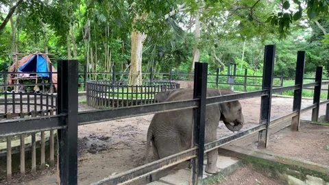 Elephants Vídeos de archivo 160625748