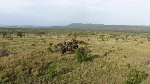 Elephants 스톡 동영상 206072733