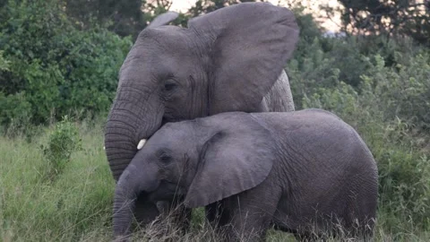 Elephants Stock Footage 334572141