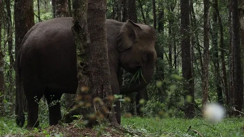 Elephants in the forests of North Sumatra, Indonesia. Stock Footage