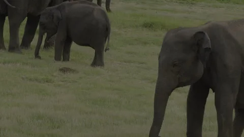 Elephants friendly fighting Stock Footage 291414146