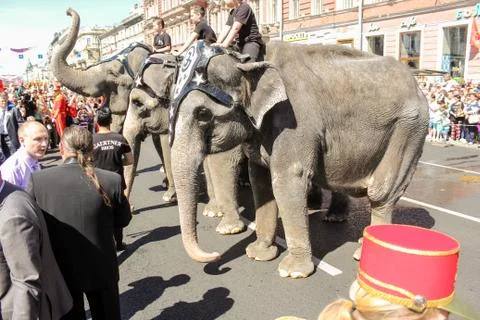 Elephants in front of the public. Foto stock
