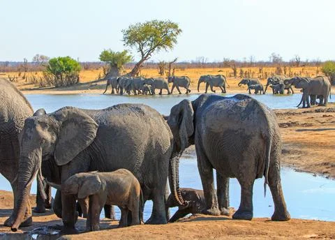 Elephants Galore Stock Photos