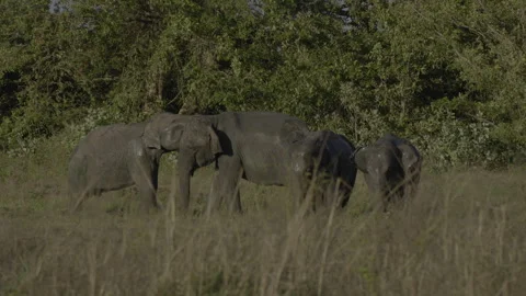 Elephants get a mud bath Stock Footage 294424719