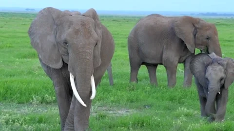 Elephants graze in Amboseli Stock Footage 132826641