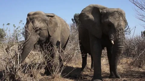 Elephants Graze Stock Footage 3792135