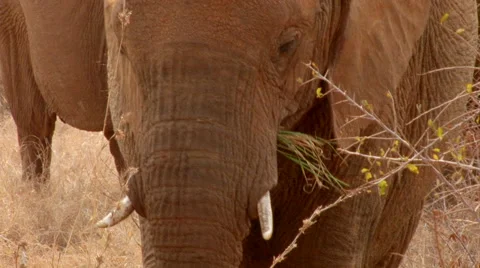 Elephants grazing CU Stock Footage 46467531