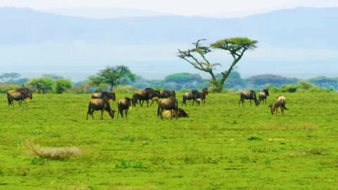 Elephants Grazing in Field Stock Footage 323140808