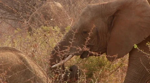 Elephants grazing Stock Footage 46465417