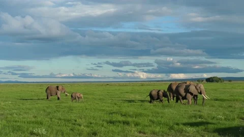 Elephants grazing Stock Footage 133965853