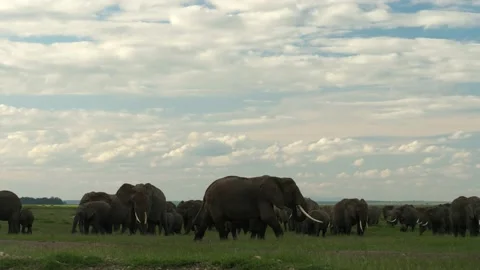 Elephants grazing Stock Footage 136124129