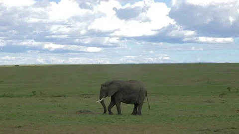 Elephants grazing Stock Footage 151334318