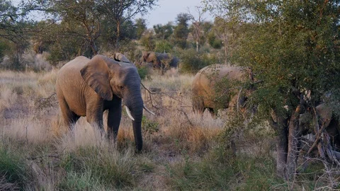 Elephants grazing on grass Stock Footage 88568420