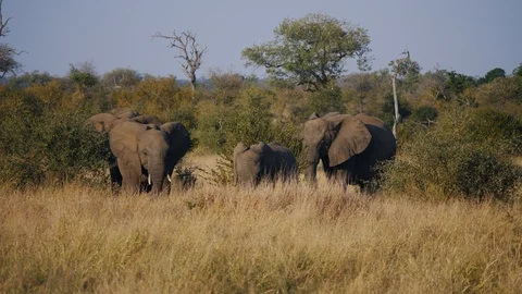Elephants grazing on grass Stock Footage 88571306