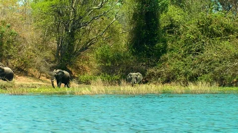 Elephants grazing on lush lake shore in Africa 2 Stock Footage 99843553