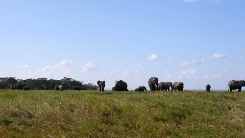Elephants grazing in swamp Stock Footage 108468264