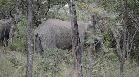 Elephants grazing in the wild Stock Footage 49895697
