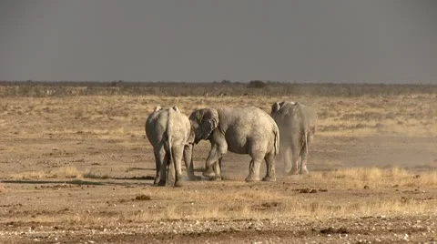 Elephants having a dust bath Stock Footage 11978651
