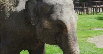 Elephants head close up 4k Video stock 85735398