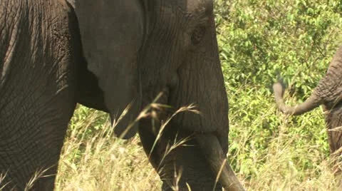 Elephant's head Stock-Footage 22322579